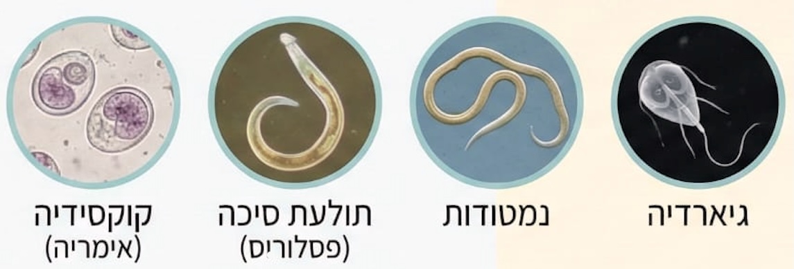 אינפוגרפיקה: טפילי מעיים בארנבים וסימני אזהרה