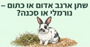 צבע שתן של ארנב