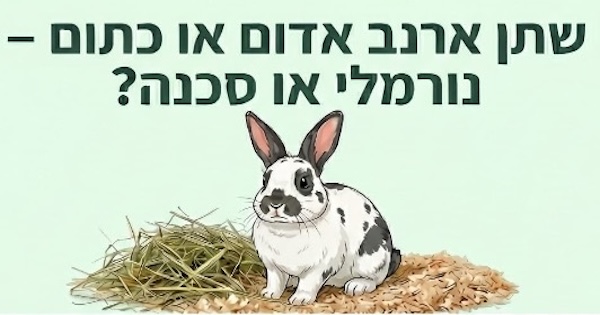 צבע שתן של ארנב