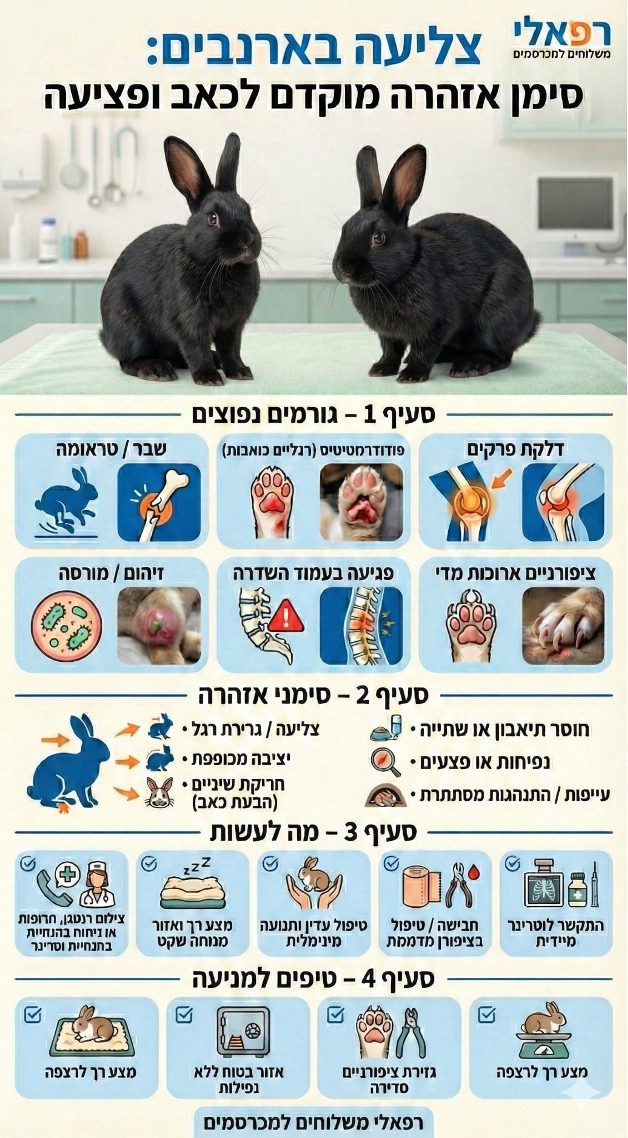 צליעה בארנבים