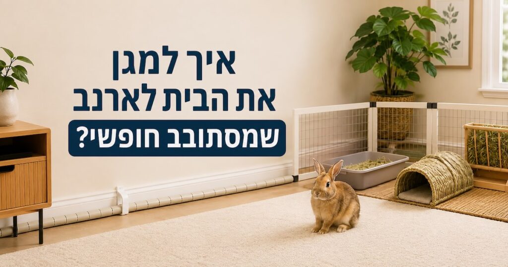 מיגון הבית לארנב חופשי